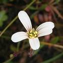 Saxifraga cernua. A small white flower with five petals.